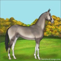 Horse Color:Grullo Onyx 