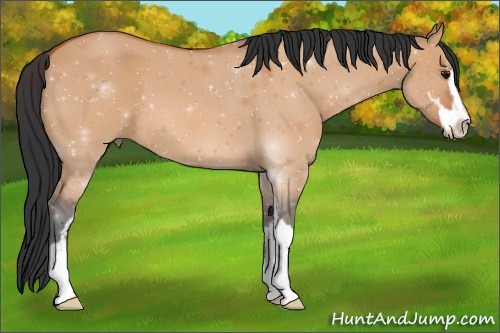 Horse Color:Bay Dun Sabino