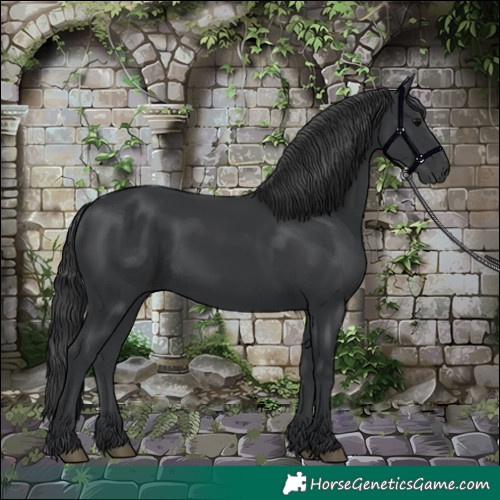 Horse Color:Black 