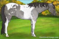 Horse Color:Grullo Tobiano Appaloosa 