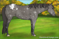 Horse Color:Grullo Appaloosa 