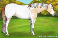 Horse Color:Amber Champagne Dun Splash Tobiano Appaloosa 