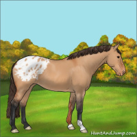 Horse Color:Bay Dun Appaloosa 