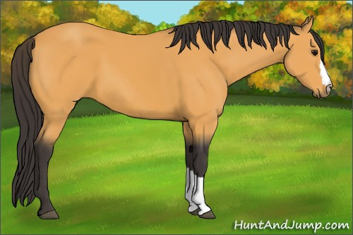 Horse Color:Buckskin