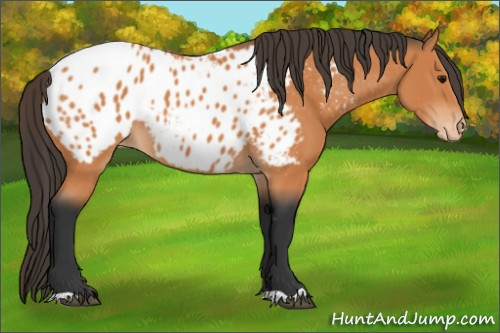 Horse Color:Bay Appaloosa 