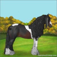 Horse Color:Brown Tobiano 