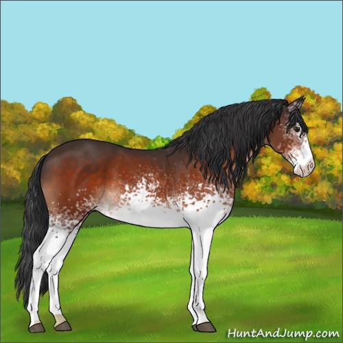 Horse Color:White Spotted Brown 