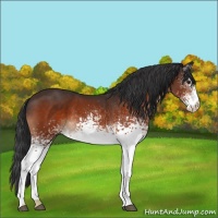 Horse Color:White Spotted Brown 