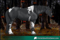 Horse Color:Black Tobiano