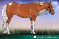 Horse Color:Silver Bay Tobiano Rabicano 