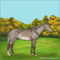 Horse Color:Silver Brown Dun 