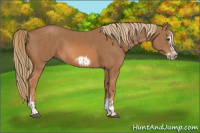 Horse Color:Chestnut Splash Frame  and Chestnut Splash Frame 