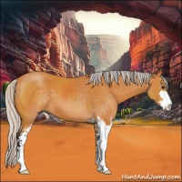 Horse Color:Silver Buckskin Sabino