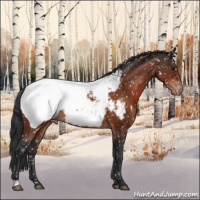 Horse Color:Brown Appaloosa 
