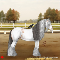 Horse Color:White Spotted Bay Appaloosa