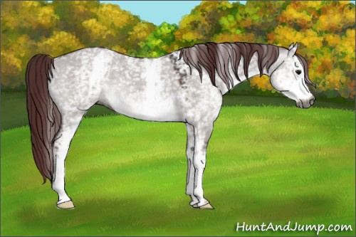 Horse Color:Gray Platinum White Spotted Chocolate Buckskin Dun 