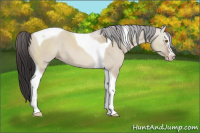 Horse Color:Classic Champagne Dun Sabino Tobiano