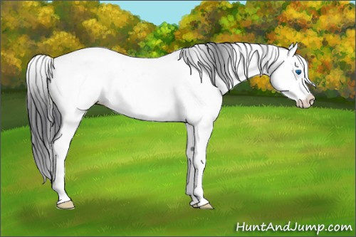 Horse Color:Brown Dun Sabino Splash