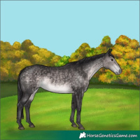 Horse Color:Platinum Buckskin 