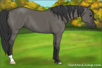 Horse Color:Grullo 