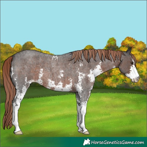 Horse Color:Liver Red Roan Sabino 