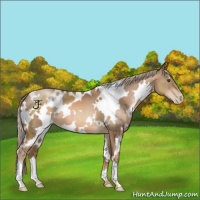 Horse Color:White Spotted Liver Chestnut Pearl 