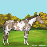 Horse Color:White Spotted Black Pearl 