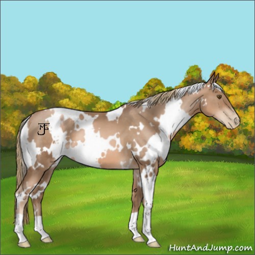 Horse Color:White Spotted Liver Chestnut Pearl 