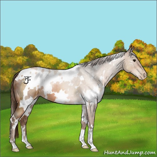 Horse Color:White Spotted Brown Pearl 