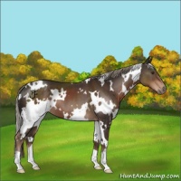 Horse Color:White Spotted Liver Chestnut 