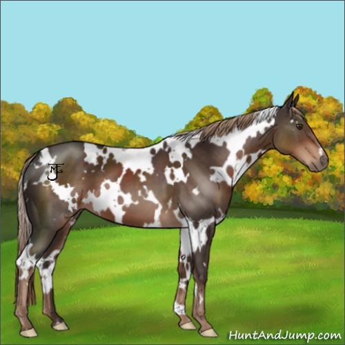 Horse Color:White Spotted Liver Chestnut