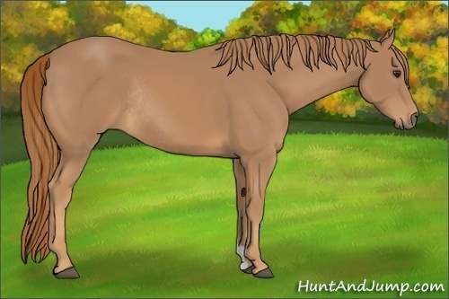 Horse Color:Chestnut Rabicano