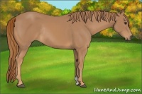 Horse Color:Chestnut Rabicano
