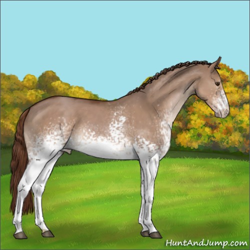 Horse Color:White Spotted Liver Red Dun 