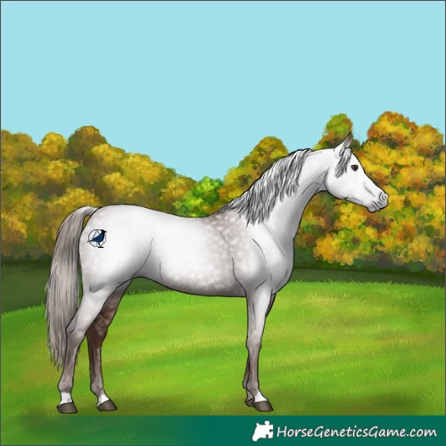 Horse Color:Gray Chestnut 