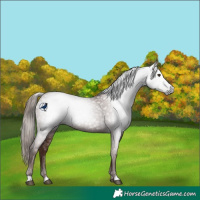 Horse Color:Gray Chestnut 