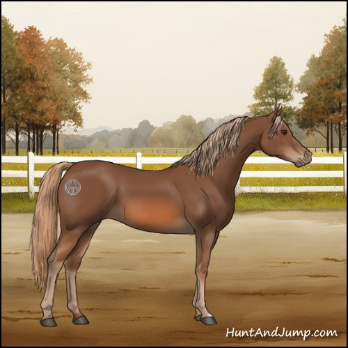 Horse Color:Chestnut 