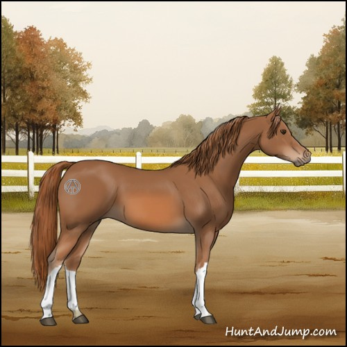 Horse Color:Chestnut 