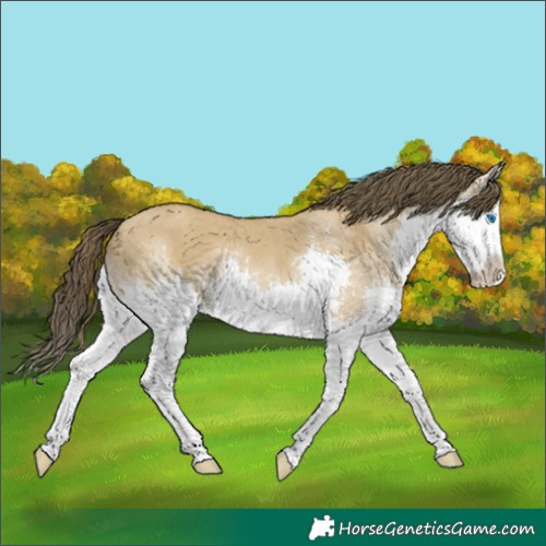 Horse Color:White Spotted Classic Cream Champagne Dun Splash 