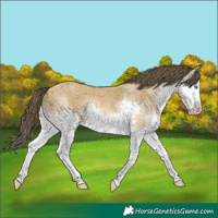 Horse Color:White Spotted Classic Cream Champagne Dun Splash 