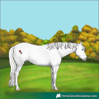 Horse Color:Gray Silver Amber Cream Champagne Roan Dun Splash Tobiano Frame Near Leopard Rabicano 
