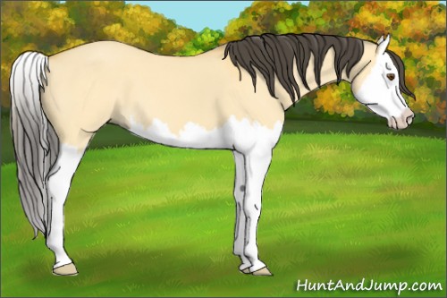 Horse Color:Buckskin Dun Sabino Splash 
