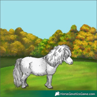 Horse Color:Gray Black Appaloosa 