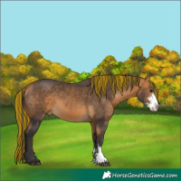 Horse Color:Painted Buckskin Sabino 