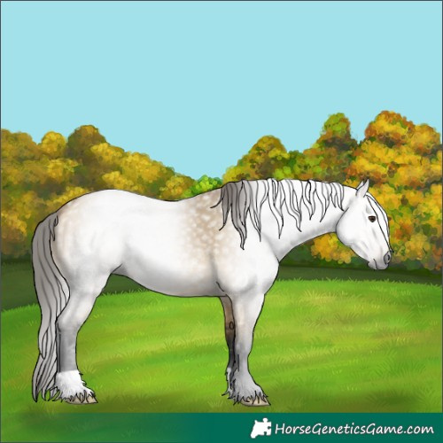 Horse Color:Gray Buckskin Dun