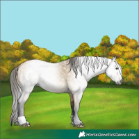 Horse Color:Gray Buckskin Dun 