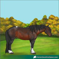 Horse Color:Brown Tobiano