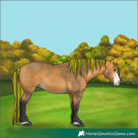 Horse Color:Painted Buckskin Sabino 