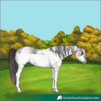 Horse Color:White Spotted Liver Red Roan Frame 
