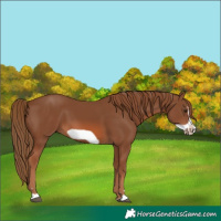 Horse Color:Chestnut Frame 